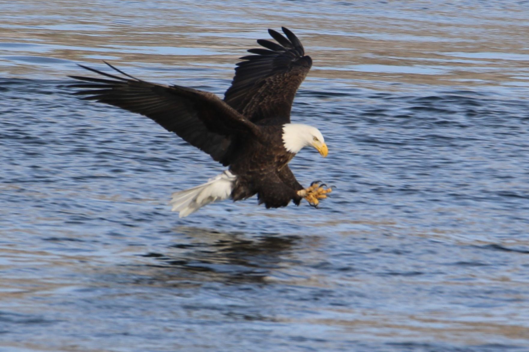Bald Eagle Attack